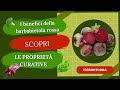 I benefici della barbabietola rossa - Scopri le proprietà curative