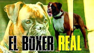 Descubre Cómo Identificar a un Auténtico Perro【 BOXER 】🐶✔️