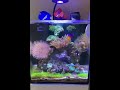 nano reef