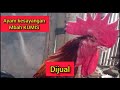 JUAL AYAM PELUNG...tinggal di pilih