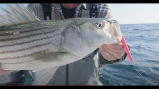 Stripers on Micro Squids | Simplified Guide To Monomoy Rips | Salty Cape TV: S2024, E7