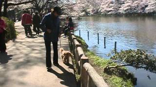 井の頭公園桜満開