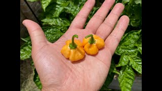 What's That Pepper Ep101 - Peach Pumpkin