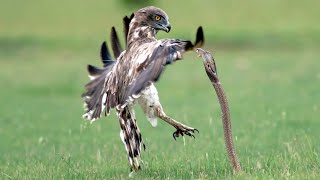 Eagle vs Snake চিল কি ভাবে সাপ ধরে