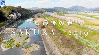 山鹿市 平成最後の春 - SAKURA 2019【ドローン空撮 - 4K】