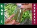 Basil Harvest - Drying Grinding Processing Fresh Herbs Raw Food Organic Gardening