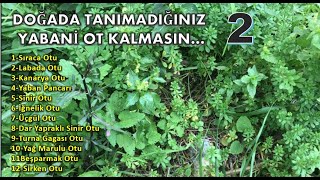 Doğada Tanımadığınız Yabani Ot Kalmasın 2 Video 12 Çeşit Yabani Bitki