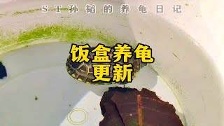 饭盒养龟日记更新，绿水冬眠后换水出眠