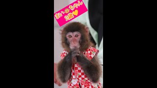 てんてこまいを初めて見た日　まい🐵ちゃん(2歳)、めっちゃ可愛い💕　縦長📱スマホ　猿まわし🐵💝二助企画　🐵　猿回し　神戸モンキーズ劇場　さるまわし　portrait