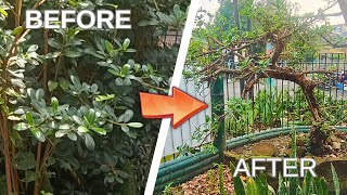 Pruning Pangkas Bonsai Dolar Beringin Taman // Berkebun Gardening Time Lapse // Pemangkasan Tanaman