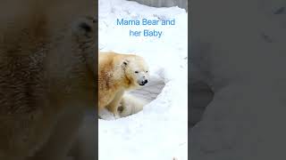 looked the polar bear shes digging to make her comfort🐻🐻🐻#wild animals#bear#cute bears#bear moments