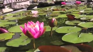 Pink water lily opening timelapse