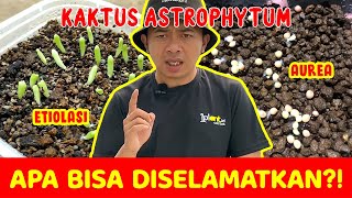 ETIOLASI Pada Kaktus Astrophytum | Apa Bisa Diselamatkan?!