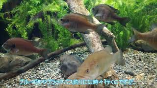 【淡水魚】2019 11 27 滋賀県立琵琶湖博物館【水槽】