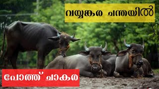 പെരുന്നാൾ ചന്ത വയ്യങ്കരയിൽ 🦬 പോത്ത് ചാകര Vayyankara Cattle market #cattlemarket #buffalo