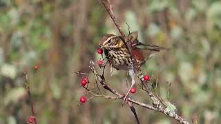 Redwings Turdus iliacus and Ring Ouzel Turdus torquatus, Dartmoor, Devon  26 October 2024