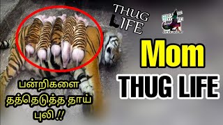 பன்றிகளை தத்தெடுத்த தாய் புலி !! Mom - THUG LIFE | Richard | Pike | Roza | Tamil | are you okay baby