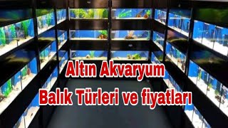 Altın Akvaryum gezi videosu.Güncel akvaryum balık fiyatları.Akvaryum balık türleri.Japon balıkları