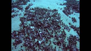 Zebra Mussels at the bottom of Dutch Springs PA