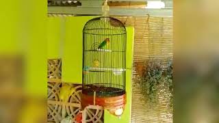 Masteran Lovebird Nada Kering - Lovebird Konslet Pendatang Baru Calon Jawara