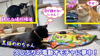 ＜2匹の猫通信＞「ほっこりライブ」めめちゃん久しぶりの電動オモチャに大興奮！ドン引きなハッチとマック2019 12 21- Cat Live Stream in Japan - Cat Life TV