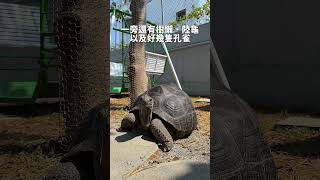 埔里最新「親子動物農場」🦙🐑