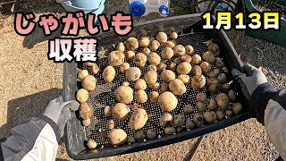 【じゃがいも収穫】芽が出たじゃがいもを畑に植えてたやつ