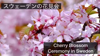 北欧風景 スウェーデンの花見会 Cherry Blossom Ceremony in Sweden