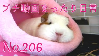 【モルモット】プチ動画 まったり日常 No.206 Relaxed daily life【kawaii guineapig】