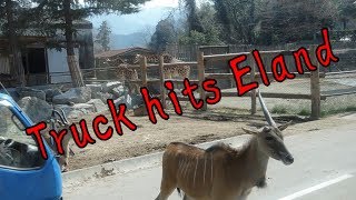 【アクシンデント】 トラックがエランドにぶつかる  Truck hits Eland【Car accident】