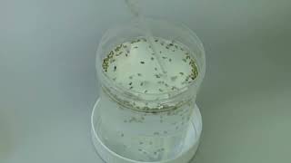 Inside the lab breeding malaria resistant GM mosquitoes | REUTERS