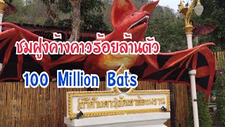 ชมค้างคาวร้อยล้าน(วัดเขาช่องพราน)จังหวัดราชบุรี 100 million bats