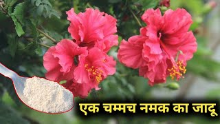 गुड़हल की जड़ों में एक चुटकी डालो आएंगे इतने फुल देखकर दंग रह जाओगे | Hibiscus Care \u0026 Fertilizer