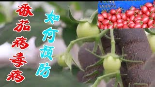 种植番茄，防治病毒病，试试这种方法，一次就搞定【付老师种植技术团队】