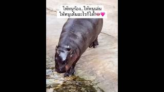 เดินยังไงให้ดูแพง!! ดูเด้งเด้งนะ🤣🐽 #ad #hippo #animals #funny #shortvideo