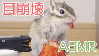 リスがいちごを食べてる音が鮮明過ぎて耳崩壊したｗｗｗ