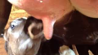 Breastfeeding Calf Hd Videos