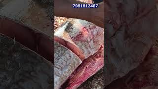 వామ్మో ఎంత పెద్ద కోణం చాపలు.|| #fishing #seafood #blackmarlin #maryadafishsupply #shortsfeed #fish