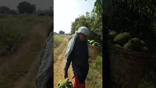 #விவசாயம்காப்போம் #agriculture #gardening #villagelife#farmer #viral#shortsfeed