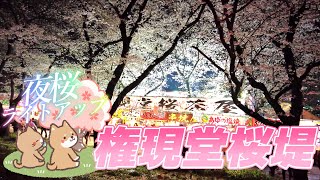 🌸満開夜桜ライトアップ2023✨花見【幸手権現堂桜堤】Prefectural Gongendo Park \