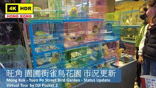 【HK 4K】Mong Kok - Yuen Po Street Bird Garden – Status Update | 旺角 園圃街雀鳥花園 | DJI Pocket 2 |2022.01.18