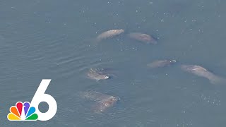 Manatees huddle in warm water near power plant as temperatures drop in South Florida