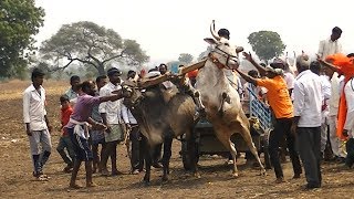 Powerful hallikar bull | Kundagola bullock cart race