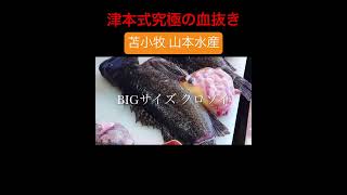 【黒曹以】苫小牧 山本水産#shorts