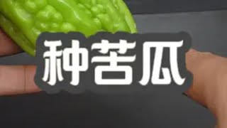 超市买的苦瓜取出种子种土里，会发生什么有趣的事情 种植 种菜 种苦瓜