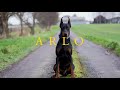 Arlo the Doberman  - Family protection Dog