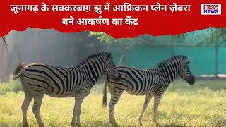 जूनागढ़ के सक्करबाग़ झु में आफ्रिकन प्लेन ज़ेबरा बने आकर्षण का केंद्र