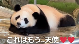 めちゃカワ天使、まったりしてても帰るのは早い😂今日も可愛すぎ注意!!子パンダ楓浜🍁