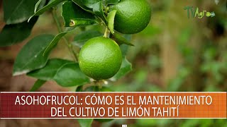 Asohofrucol: Como es el mantenimiento del cultivo de limon tahiti - TvAgro por Juan Gonzalo Angel