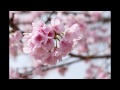 マイ スライドショー　大仙公園の桜（２０１６年３月８日）